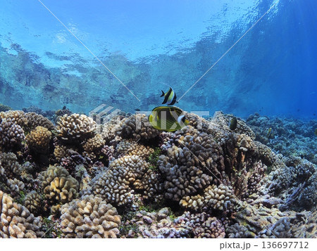 タヒチのラグーンでシュノーケリング&体験ダイビング サンゴ礁と熱帯魚の楽園水中世界(ファカラバ) タヒチのラグーンでシュノーケリング&体験ダイビング サンゴ礁と熱帯魚の楽園水中世界(ファカラバ) 136697712