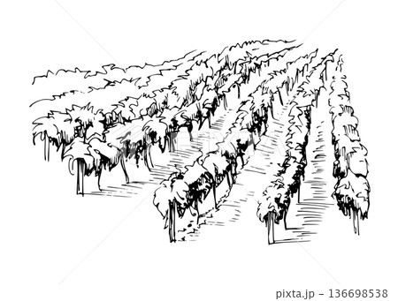 Agricultural, farmland cultivated trees in rows, orchard plantation, Mediterranean ink vector illustration hand drawn for scenery design, tour brochures, vineyard identity, romantic landscape visuals. 136698538