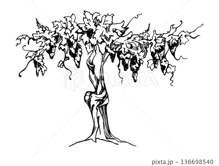 Old vineyard tree with textured bark, grape clusters and leafy crown. Detailed vector illustration hand drawn in ink for food and drink themes, wine regions, artisanal branding, countryside design. Old vineyard tree with textured bark, grape clusters and leafy crown. Detailed vector illustration hand drawn in ink for food and drink themes, wine regions, artisanal branding, countryside design. 136698540