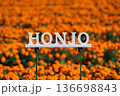 埼玉県本庄市のマリーゴールドの丘公園 136698843