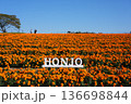 満開のマリーゴールドの丘公園 136698844