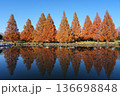 加須はなさき公園のメタセコイヤ紅葉リフレクション 136698848