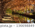 加須はなさき公園のメタセコイヤ並木 136698849