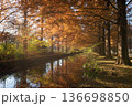 加須はなさき公園のメタセコイヤ紅葉 136698850
