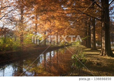 加須はなさき公園のメタセコイヤ紅葉 136698850