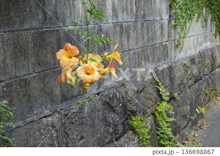 秋10月ブロック塀にぶら下がるオレンジ色のノウゼンカズラの花 136698867