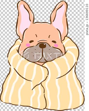 Cozy French Bulldog  Work from Home Wrapped in Blanket Cartoon Hand Drawn 136699110