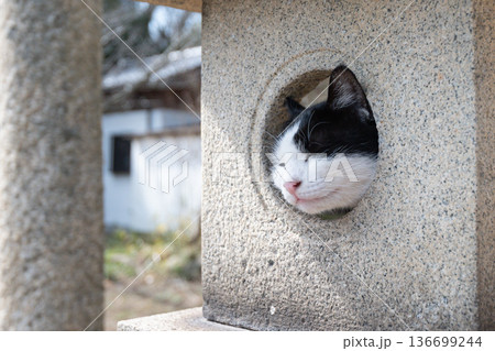 神社の石灯篭でくつろぐ可愛い猫 神社の石灯篭でくつろぐ可愛い猫 136699244