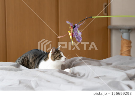 おもちゃで遊ぶ猫　キジトラ猫 136699298