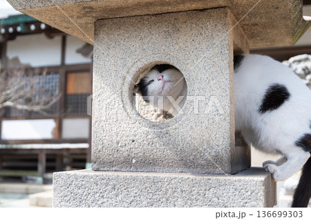 神社の石灯篭でくつろぐ可愛い猫 神社の石灯篭でくつろぐ可愛い猫 136699303