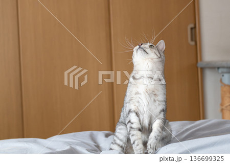 見上げる可愛い猫 サバトラ猫 見上げる可愛い猫 サバトラ猫 136699325