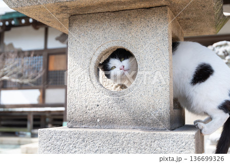 神社の石灯篭でくつろぐ可愛い猫 神社の石灯篭でくつろぐ可愛い猫 136699326