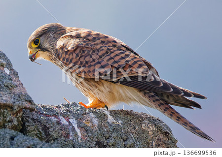 岩場で食事するチョウゲンボウ雌 136699536