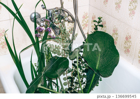 Fresh green leaves and purple flowers placed inside white bathtub in bathroom with floral tiles. Horticultural therapy, floral aesthetic, biophilic design, nature-based stress relief. 136699545