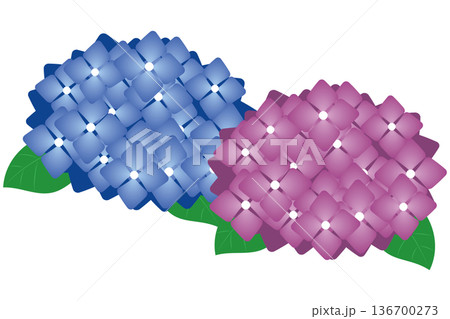 青とピンクのあじさいのイラスト素材　パスデータ 136700273
