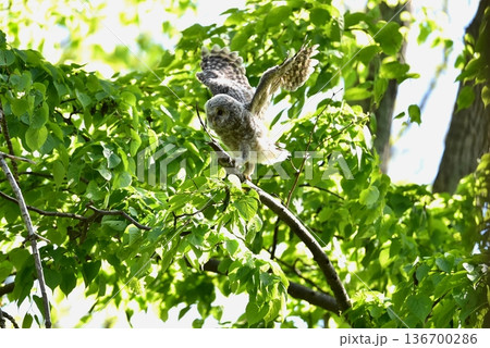エゾフクロウ幼鳥の森林デビュー 136700286