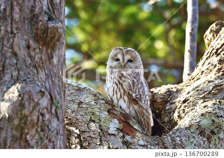 高い位置から森の番人 136700289