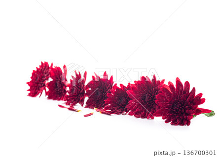 Macro view of red chrysanthemum petals with green leaves 136700301