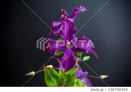 holiday card with clematis isolated on black background holiday card with clematis isolated on black background 136700304