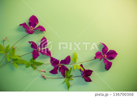 Blooming clematis vine isolated on green texture Blooming clematis vine isolated on green texture 136700308