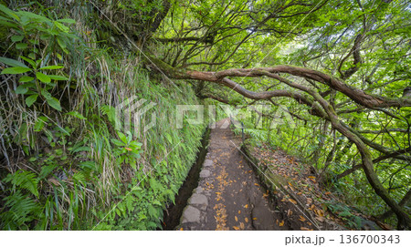 Levada do Caldeirao Verde, Madeira, Portugal 136700343