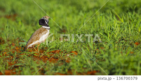 Little Bustard, Spain Little Bustard, Spain 136700379