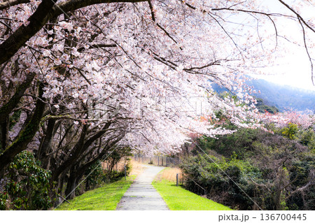 兵庫県香美町で出会った穏やかな春の日の満開の桜並木 兵庫県香美町で出会った穏やかな春の日の満開の桜並木 136700445