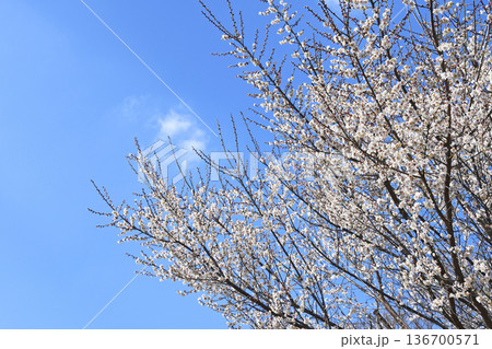 梅の花 梅の花 136700571