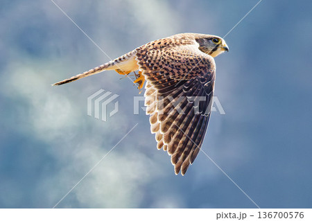 逆光で羽縁が光るチョウゲンボウ雌 136700576