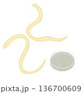 線虫のベクターイラスト モデル生物 C. elegans 136700609