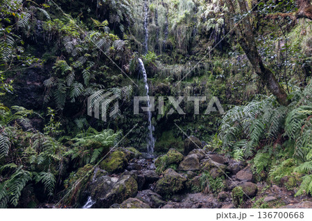 In Madeira laurel shade, a small PR9 Levada do Caldeirao Verde waterfall drips into ferny rock pool 136700668