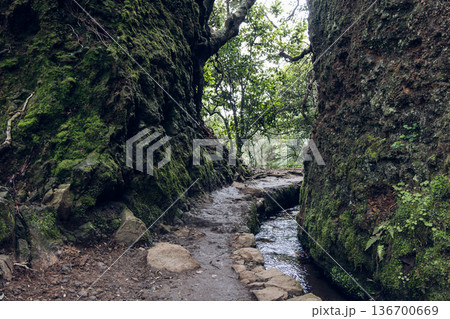 Ground level view on Levada do Caldeirao Verde PR9 Madeira, wet path and channel in mossy rock cleft 136700669