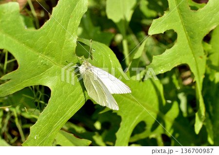 A Cabbage White butterfly, Pieris rapae, sits on a lavender flower. A Cabbage White butterfly, Pieris rapae, sits on a lavender flower. 136700987