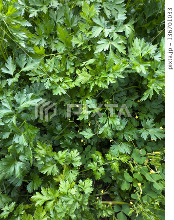Lush green parsley bush ready for harvest in a vegetable garden Lush green parsley bush ready for harvest in a vegetable garden 136701033