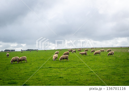 Grazing sheep in a green field near Twelve Apostles, Great Ocean Road, Australia Grazing sheep in a green field near Twelve Apostles, Great Ocean Road, Australia 136701116