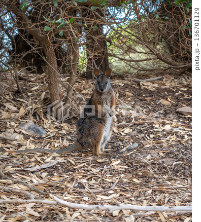 Wallaby standing on forest floor among dry leaves on Kangaroo Island Wallaby standing on forest floor among dry leaves on Kangaroo Island 136701129