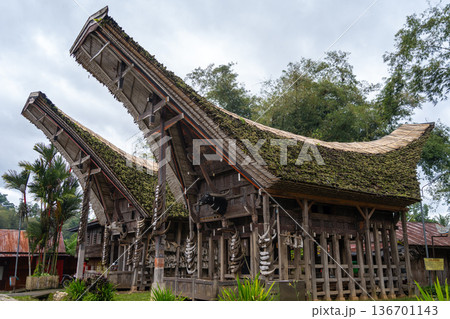 Traditional Toraja houses with buffalo horns, Sulawesi, Indonesia Traditional Toraja houses with buffalo horns, Sulawesi, Indonesia 136701143