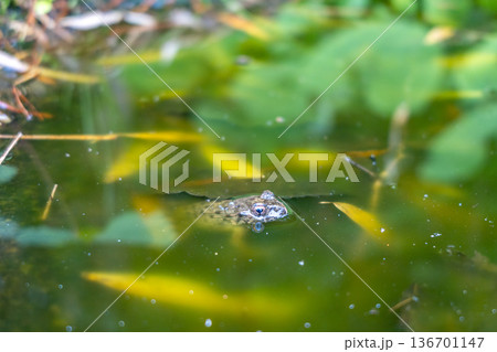 Frog swimming in a quiet pond in Takayama, Japan Frog swimming in a quiet pond in Takayama, Japan 136701147