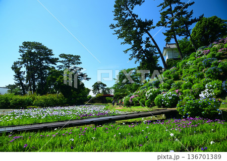 小田原城 136701389
