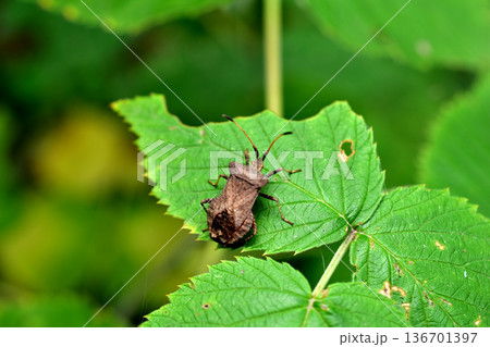 The bordered edible bug, or sorrel edible bug, is a bug from the edible bug family. The bordered edible bug, or sorrel edible bug, is a bug from the edible bug family. 136701397