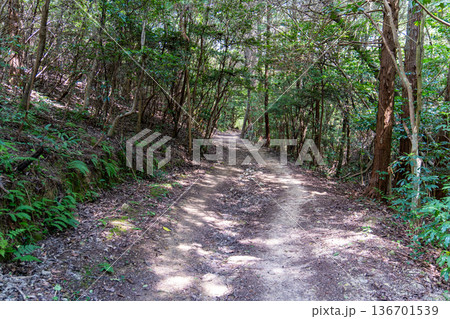 夏の小鳥の森の遊歩道 岡山県岡山市東区 夏の小鳥の森の遊歩道 岡山県岡山市東区 136701539