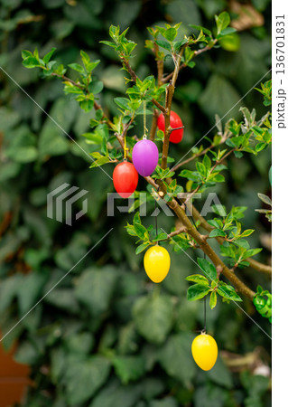 Red, yellow and purple Easter eggs suspended on leafy branches. Close-up spring holiday decoration in a lush garden setting. 136701831