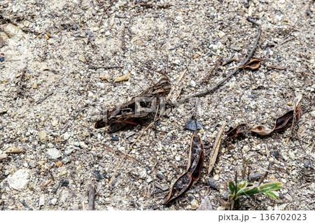 新庄山の遊歩道に佇むクルマバッタモドキ2　岡山県岡山市東区 136702023