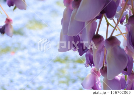 藤の花とネモフィラの背景 136702069
