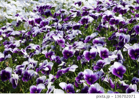 春に咲く白と紫色のパンジーの花 136702071