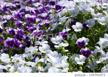 春に咲く白と紫色のパンジーの花 136702073