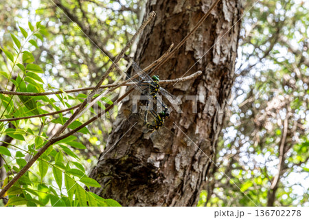 高尾山の遊歩道脇の木の枝で交尾するオニヤンマ　岡山県岡山市東区 136702278