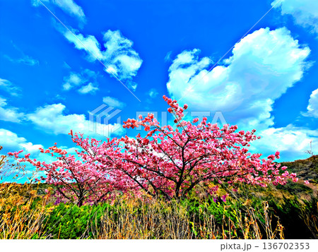 青空と雲と鮮やかなピンク色の河津桜 青空と雲と鮮やかなピンク色の河津桜 136702353