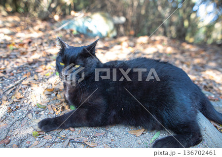 王子が岳の散策路で出会った凛々しい黒猫 136702461