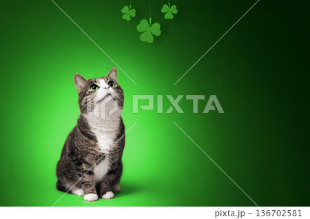 St Patrick Day cards and celebration background. Cute cat looking up in clover field with copy space. St Patrick Day cards and celebration background. Cute cat looking up in clover field with copy space. 136702581